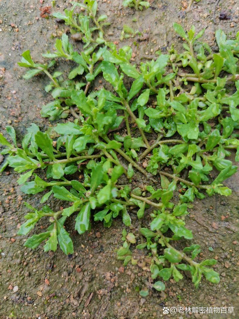 鹅不食草