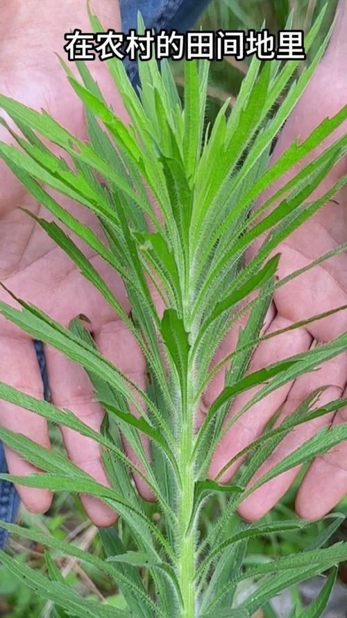 飞蓬草