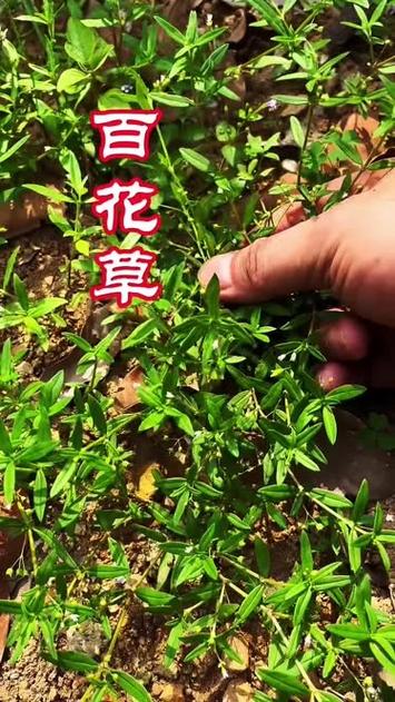 白花草